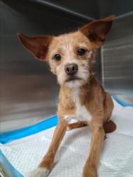 Shelter Stray Male Dog last seen , West Valley Animal Shelter, 20655 Plummer St, Chatsworth, CA 91311, USA