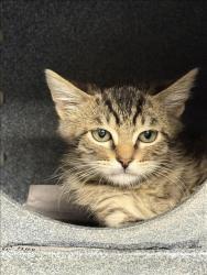 Shelter Stray Male Cat last seen , West Valley Animal Shelter, 20655 Plummer St, Chatsworth, CA 91311, USA
