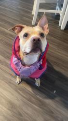 Lost Female Dog last seen Willow rd, Lakeside, CA 92040