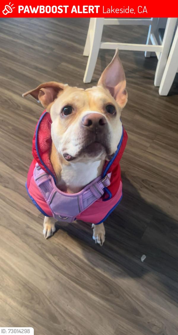 Lost Female Dog last seen Willow rd, Lakeside, CA 92040