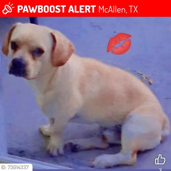 Lost Male Dog last seen Near elmira ave mcallen tx 78503, McAllen, TX 78503