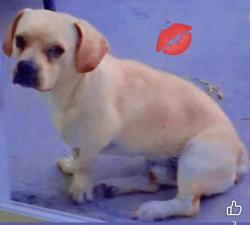 Lost Male Dog last seen Near elmira ave mcallen tx 78503, McAllen, TX 78503