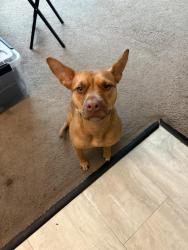Lost Female Dog last seen Lincoln Ave, Glenside, PA 19038