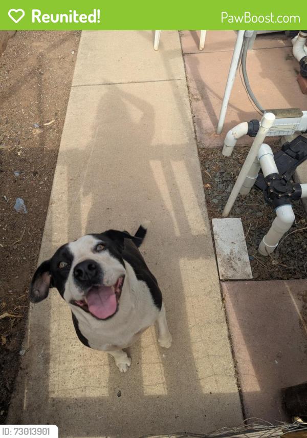 Reunited Female Dog last seen Midland and Cynthia , Poway, CA 92064