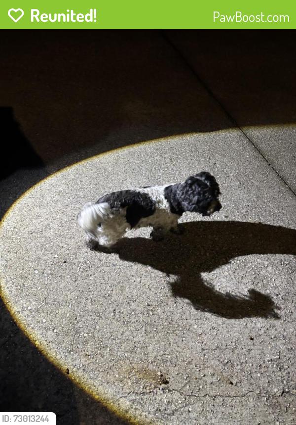 Reunited Male Dog last seen Rowan Tree Pl cul-de-sac, Conroe, TX 77384