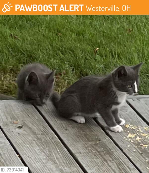 Found/Stray Unknown Cat last seen Walnut and Buckeye , Westerville, OH 43081