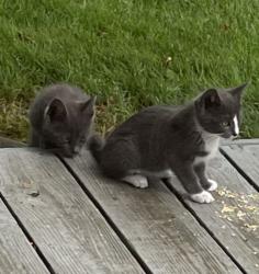 Found/Stray Unknown Cat last seen Walnut and Buckeye , Westerville, OH 43081