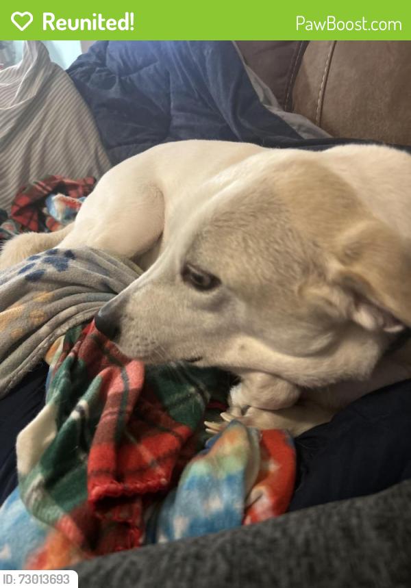 Reunited Female Dog last seen Alamosa & Brodick, Wilmington, NC 28411