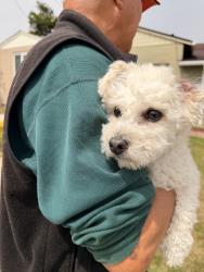 Reunited Unknown Dog last seen Near Heather Rd, Broadmoor, CA 94015, USA, Broadmoor, CA 94015