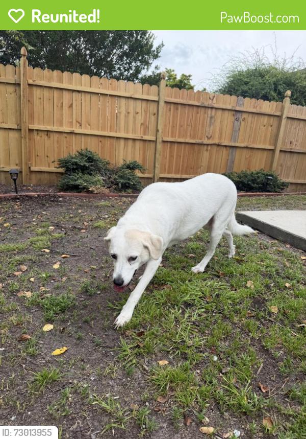 Reunited Female Dog last seen Back yard , Wilmington, NC 28411