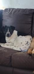 Reunited Male Dog last seen Academy off North Tarrant Pkwy and Denton Hwy , Fort Worth, TX 76244