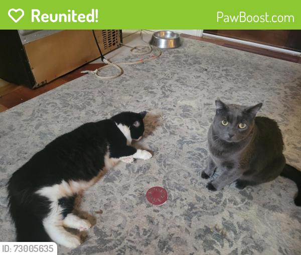 Reunited Male Cat last seen celestial village back ponds, Star, ID 83669