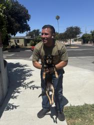 Found/Stray Female Dog last seen Artesia and St Gertrude, Santa Ana, CA 92704