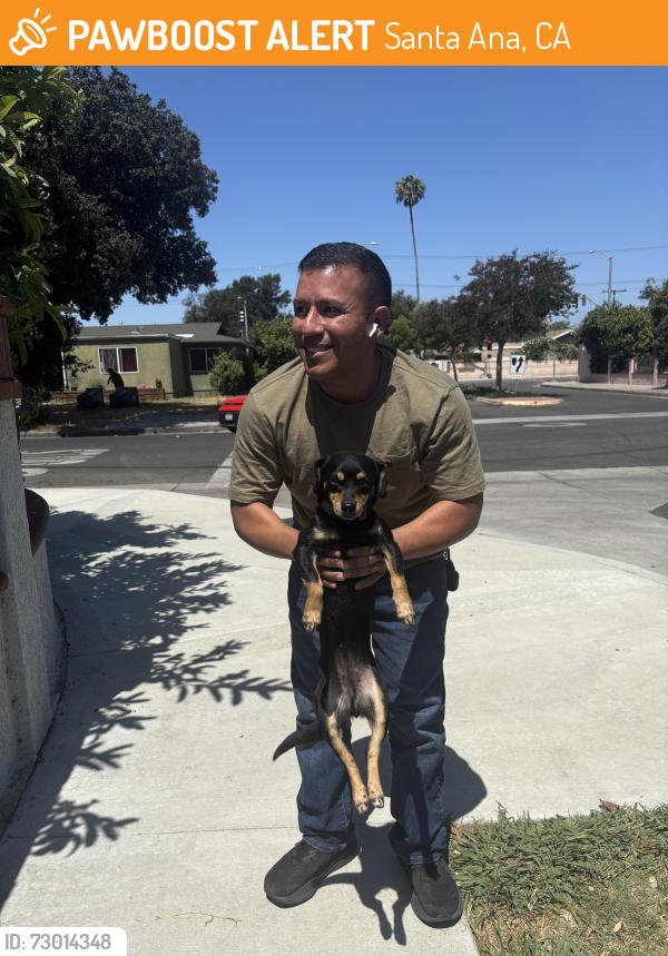 Found/Stray Female Dog last seen Artesia and St Gertrude, Santa Ana, CA 92704