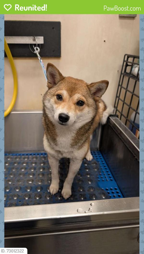 Reunited Female Dog last seen South 16th and San Fernando, San Jose, CA 95112