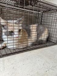 Shelter Stray Female Cat last seen Near hidden creek circle, Knox County ASO, TN, 3201 Division St, Knoxville, TN 37919, USA