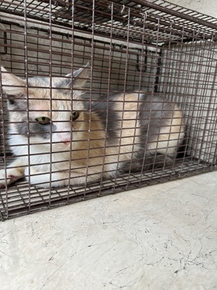 Shelter Stray Female Cat last seen Near hidden creek circle, Knox County ASO, TN, 3201 Division St, Knoxville, TN 37919, USA