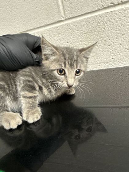 Shelter Stray Female Cat last seen Near Hawthorne Ave, Knox County GP, TN, 3201 Division St, Knoxville, TN 37919, USA