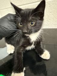 Shelter Stray Female Cat last seen Near Hawthorne Ave, Knox County GP, TN, 3201 Division St, Knoxville, TN 37919, USA