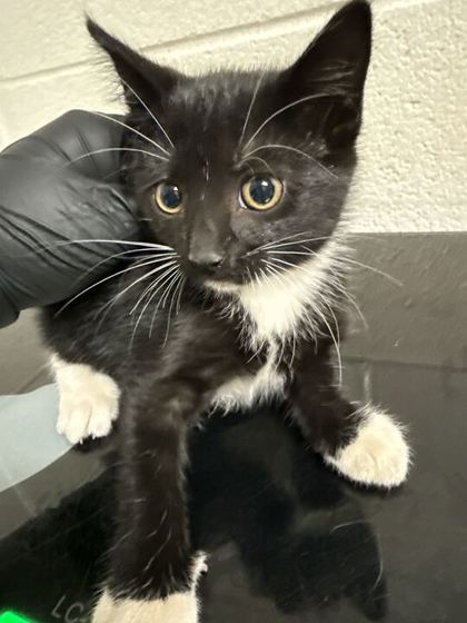 Shelter Stray Female Cat last seen Near Hawthorne Ave, Knox County GP, TN, 3201 Division St, Knoxville, TN 37919, USA