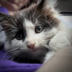 Found/Stray Male Cat last seen Dawson’s on Main, Speedway, IN 46224