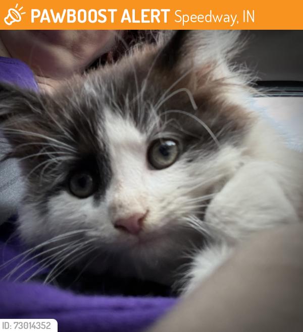 Found/Stray Male Cat last seen Dawson’s on Main, Speedway, IN 46224