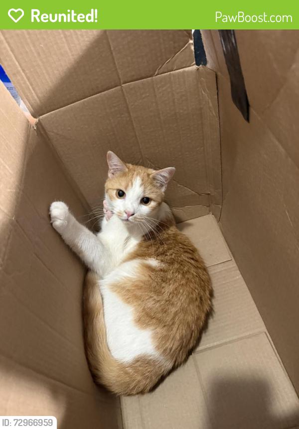 Reunited Female Cat last seen Between Ave M and L on Ralph Ave, Brooklyn, NY 11234