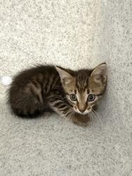 Shelter Stray Male Cat last seen downtown in front of a random building with a car, New Bern City Limits, NC, 1639 Old Airport Rd, New Bern, NC 28562, USA
