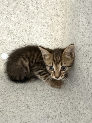 Shelter Stray Male Cat last seen downtown in front of a random building with a car, New Bern City Limits, NC, 1639 Old Airport Rd, New Bern, NC 28562, USA