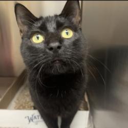 Shelter Stray Female Cat last seen Near Antioch Rd, Merriam, KS, 5424 Antioch Dr, Merriam, KS 66202, USA