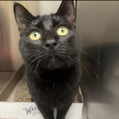 Shelter Stray Female Cat last seen Near Antioch Rd, Merriam, KS, 5424 Antioch Dr, Merriam, KS 66202, USA