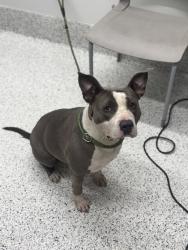 Shelter Stray Female Dog last seen Near sw broad st, Fairburn, GA, 1251 Fulton Industrial Blvd NW, Atlanta, GA 30336, USA