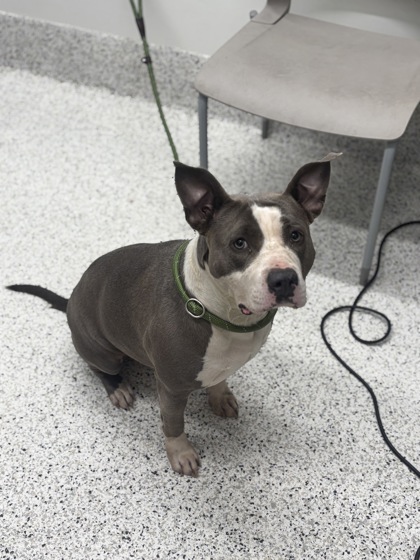 Shelter Stray Female Dog last seen Near sw broad st, Fairburn, GA, 1251 Fulton Industrial Blvd NW, Atlanta, GA 30336, USA
