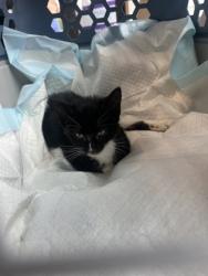 Shelter Stray Unknown Cat last seen Near Old National HWY, Atlanta, GA, 1251 Fulton Industrial Blvd NW, Atlanta, GA 30336, USA