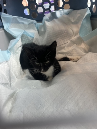 Shelter Stray Unknown Cat last seen Near Old National HWY, Atlanta, GA, 1251 Fulton Industrial Blvd NW, Atlanta, GA 30336, USA