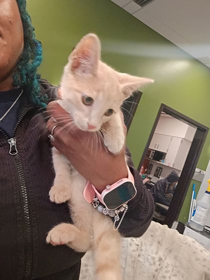 Shelter Stray Male Cat last seen Near Butner Rd Sw, Atlanta, GA, 1251 Fulton Industrial Blvd NW, Atlanta, GA 30336, USA