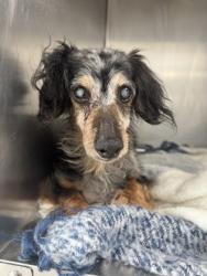Shelter Stray Male Dog last seen Mark IV and Western Center, North District, TX, 355 Hillshire Dr, Haslet, TX 76052, USA