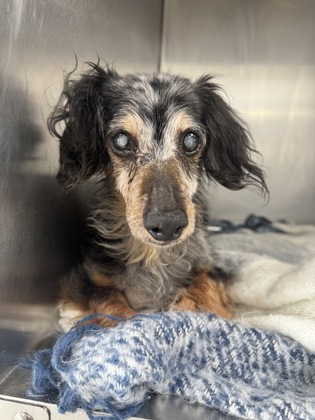 Shelter Stray Male Dog last seen Mark IV and Western Center, North District, TX, 355 Hillshire Dr, Haslet, TX 76052, USA