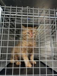 Shelter Stray Unknown Cat last seen Burly-FH, FOREST HILL, TX, 3961 Bluebell Dr, Everman, TX 76140, USA