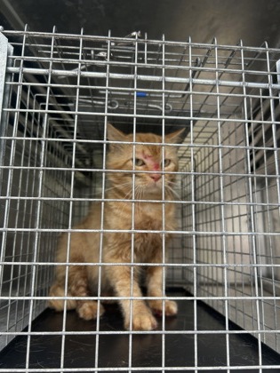 Shelter Stray Unknown Cat last seen Burly-FH, FOREST HILL, TX, 3961 Bluebell Dr, Everman, TX 76140, USA