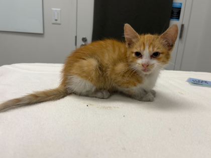 Shelter Stray Male Cat last seen Emanuel Cleaver II Blvd & Bruce R Watkins Dr S,, 64130, MO, 7077 Elmwood Ave, Kansas City, MO 64132, USA
