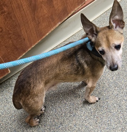 Shelter Stray Male Dog last seen Near b vannest, Middletown, OH, 1820 Princeton Rd, Hamilton, OH 45011, USA