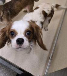 Shelter Stray Male Dog last seen Near b vannest, Middletown, OH, 1820 Princeton Rd, Hamilton, OH 45011, USA