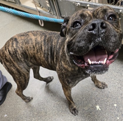 Shelter Stray Female Dog last seen University & Logan Ave in Middletown, Middletown, OH, 1820 Princeton Rd, Hamilton, OH 45011, USA