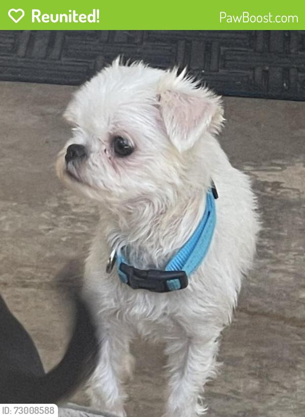 Reunited Female Dog last seen Near pond on 13 th fairway of Golf Club at Rancho California in Murrieta.  , Murrieta, CA 92563