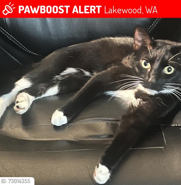 Lost Female Cat last seen Washington Avenue SW/ Harry Todd Tillicum , Lakewood, WA 98498