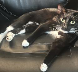 Lost Female Cat last seen Washington Avenue SW/ Harry Todd Tillicum , Lakewood, WA 98498