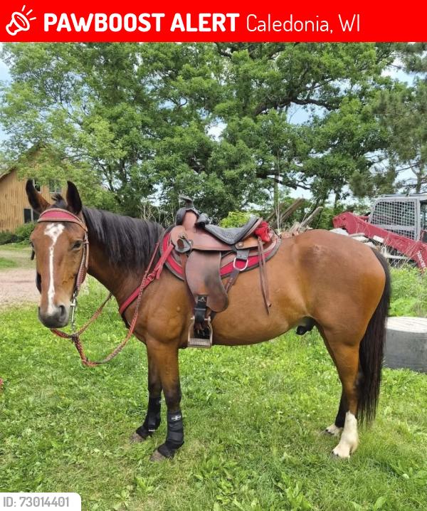 Lost Male Horse last seen Baraboo, Caledonia, WI 53901