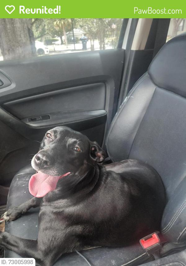 Reunited Female Dog last seen Lake picket, Orange County, FL 32826