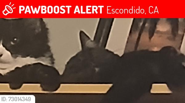 Lost Male Cat last seen Bear Valley Pkwy, Citrus, Grand Ave, and Oak Hill., Escondido, CA 92027